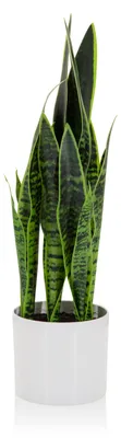 Obrázek produktu pro hjh OFFICE Umělá rostlina SANSEVIERIA Umělá hadí rostlina Výška 65,0 cm Deco