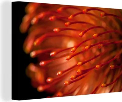 Produktbild von OneMillionCanvasses® - Leinwandbilder - 140x90 cm, Nahaufnahme einer roten Nutanblüte, Wandbilder Kunstdruck Wanddekoration