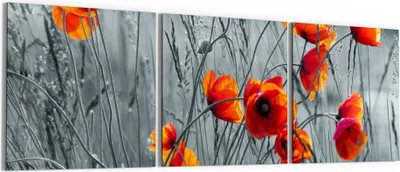 Produktbild von DEQORI Glasbild Echtglas 3x50x50 cm 'Rote Mohnblumen' Wandbilder XXL groß