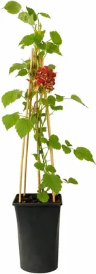 Produktbild von Japanische Weinbeere 50–70 cm – winterharte Beerenpflanze im Topf, süße vitaminreiche Früchte, ideal für Garten & Balkon