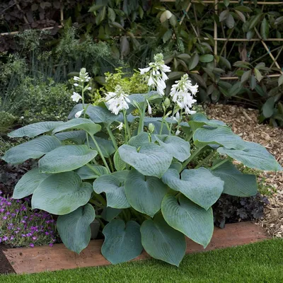 Produktbild von Funkien Pflanzen - 5 Wurzeln - Stauden Mehrjährig Winterhart - Budget Hosta Kollektion - Mix von 5 Hybriden in 5 Sorten - Pflanzen aus Holland (kein Samen, zwiebeln und nicht künstlich)