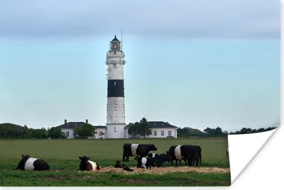 Produktbild von MuchoWow® Poster Kühe - Leuchtturm - Gras 30x20 cm - Plakate - Print