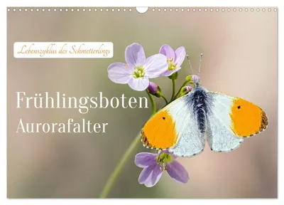 Produktbild von Frühlingsboten Aurorafalter (Wandkalender 2027 DIN A3 quer), CALVENDO Monatskalender