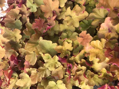 Productafbeelding van 6 x Heuchera 'Caramel'® - Purperbloemige plant – pot van 9x9 cm