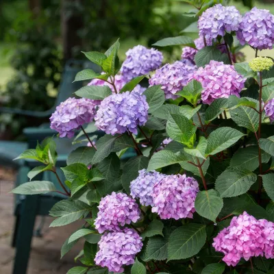 Produktbild von Green boutiQ - Gartenpflanze - Hydrangea Endless Summer Summer Love Purple - Hortensie - Frostbeständig - Lila - 2 Pflanzen - Topf 14 cm - Höhe 20-25 cm