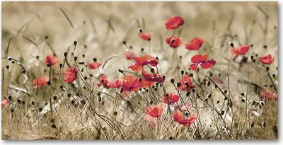Produktbild von Tulup Glas-Bild -140x70- Wandkunst Dekorative Wand für Küche & Wohnzimmer - Blumen & Pflanzen - Mohnblumen - Rot