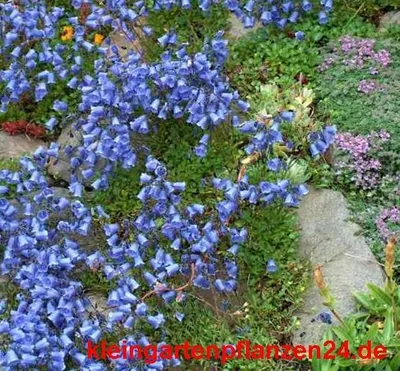 Produktbild von 3 getopfte Pflanzen blau blühend in Gärtnerqualität, mindestens 3 Sorten, blauer Garten