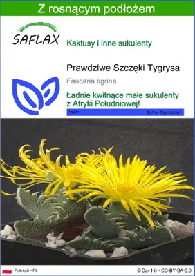 Zdjęcie produktu dla SAFLAX - Prawdziwe Szczęki Tygrysa - 40 Nasiona - Z podłożem uprawowym wolnym od zarazków - Faucaria tigrina