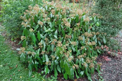 Produktbild von Hedera colchica, Persischer Efeu, 40–60 cm