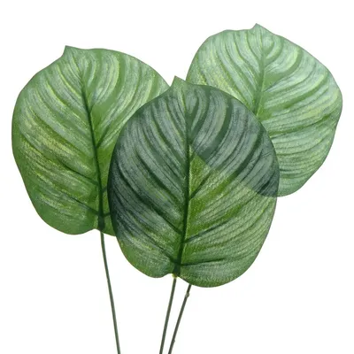Produktbild von GASPER Pfeilwurz - Calatheablatt 72 cm - Kunstblumen