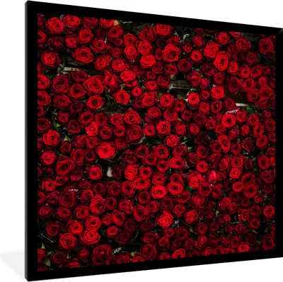 Produktbild von MuchoWow® Gerahmtes Poster Blumen - Rosen - Rot 40x40 cm - Poster mit Schwarzem Bilderrahmen Wandposter Rahmen Foto Bilder - Mit Rahmen - Wanddekoration Schlafzimmer