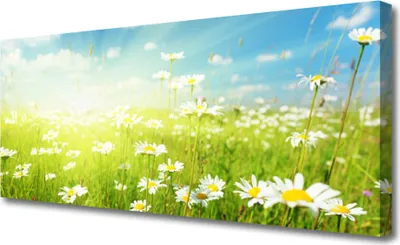 Produktbild von Tulup Leinwand-Bilder 125x50 Wandbild Canvas Kunstdruck Wiese Gänseblümchen Natur