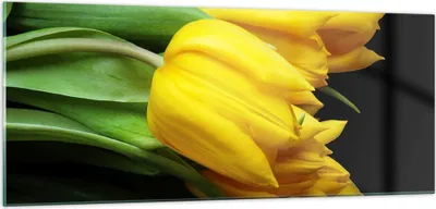 Produktbild von Bilder auf glas - Tulpen Strauß Spiegelreflexion grün - 100x40cm - Glasbilder - Wandbilder - Kunstdruck - Wanddekoration aus Glas - Glas Bilder - Wandbild auf Glas - GAB100x40-0509
