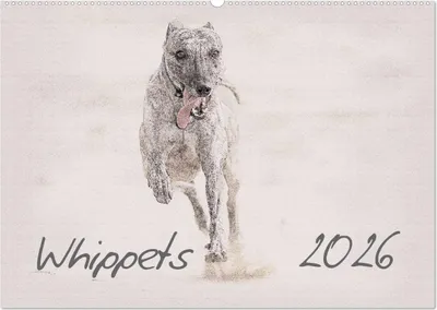 Produktbild von Whippet 2026 (Wandkalender 2026 DIN A2 quer), CALVENDO Monatskalender