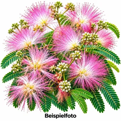 Produktbild von Seidenakazie Albizia Julibrissin Tropical Dream Schlafbaum 80 - 100 cm