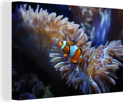 Obrázek produktu pro OneMillionCanvasses® - Plátno - Ryba - Nemo - Korál, nástěnný obraz, nástěnné dekorace obrázky do obývacího pokoje, 60x40cm