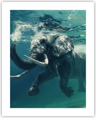 Produktbild von Poster - Poster ohne Rahmen - Elefant Tier Wasser - 40x50 cm - Wand Bild - Wanddeko - Wandbilder - Kunstposter - Wandposter - Bilder - Kunstdruck - Wanddekoration - Wandbild - P2XPA40x50-3944