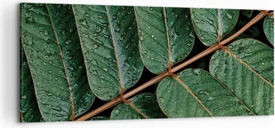 Produktbild von Bild auf Leinwand - Leinwandbild - Einteilig - Tropfen Wasser Blätter - 120x50cm - Wand Bild - Wanddeko - Wandbilder - Leinwanddruck - Bilder - Wanddekoration - Leinwand bilder - AB120x50-4328