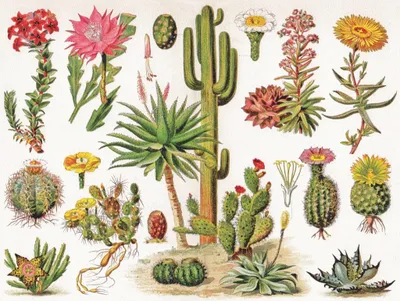 Obrázok produktu pre New York Puzzle Company – Puzzle Kaktus – Vintage ilustrácia – 1000 dielov