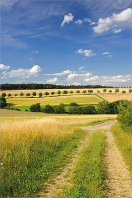 Produktbild von Wallario selbstklebendes Poster - Feldlandschaft unter blauem Himmel, Größe: 61 x 91,50 cm