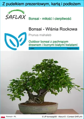 Zdjęcie produktu dla SAFLAX - Zestaw prezentowy - Bonsai - Wiśnia Rockowa - 30 Nasiona - Z pudełkiem upominkowym, etykietą wysyłkową, kartą podarunkową i podłożem uprawowym - Prunus mahaleb
