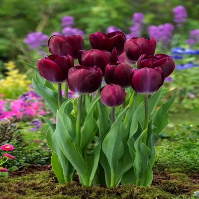 Obrázok produktu pre Tulipány Cibuľky Cibuľky Kvety Triumf Tulipán Kansas Proud 5 ks.