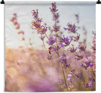 Produktbild von MuchoWow® Wandteppich Wandbehang Lavendel - Nahaufnahme - Sonne - Blumen - Lila 120x120 cm Tapisserie Dekoration Wandtuch - Modern - Baumwollgewebe