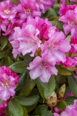 Produktbild von Rhododendron yakushimanum 'Blurettia', rosa Blüten, 30–40 cm