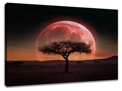 Obrázek produktu pro Obraz na plátně Červený měsíc se stromem 80x60 cm