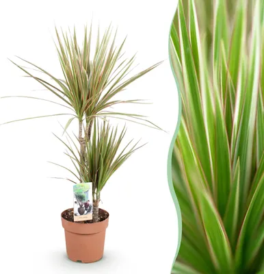 Produktbild von Dracaena Marginata Bicolour - Drachenbaum - Pflegeleicht - Grün - 70-75cm - Ø17cm - Zimmerpflanze - Immergrün