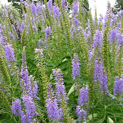 Image de 6 x Ehrenpreis - Veronica spicata | Topf 9cm x 9cm