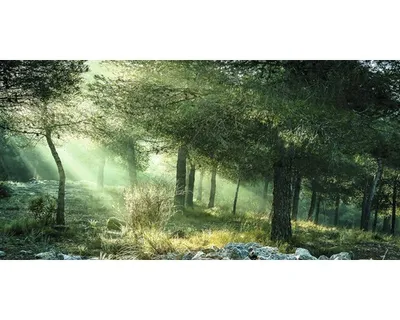 Produktbild von Giclée Leinwandbild Forest Harmony VI 200x100 cm