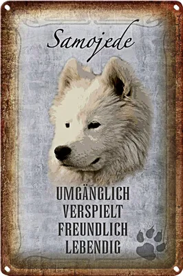 Produktbild von Blechschild Spruch 18x12cm Samojede Hund