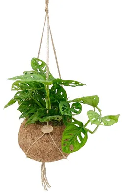 Obrázek produktu pro Kokodama Monstera adansonii Monkey Mask (L)