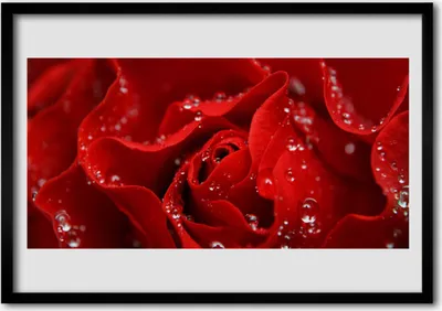 Produktbild von Bild 100x70 MDF-Rahmen Wandkunst Rose Blume Pflanze Natur