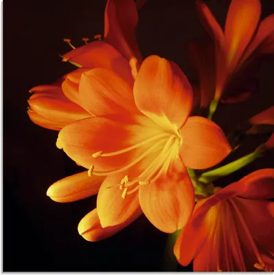 Produktbild von ARTland Glasbild Clivie in leuchtendem Orange Größe: 30x30 cm