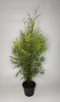 Produktbild von 30 Stück, 60-70cm, Topf 2L, Lebensbaum Thuja occidentalis Brabant