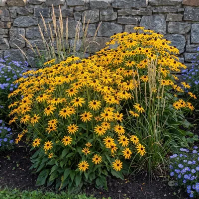 Produktbild von Stauden Gänge 100 x Rudbeckia fulgida 'Goldsturm' - Gelber Sonnenhut, 60-80 cm, Blüte Juli bis Oktober - winterhart, mehrjährig, 9x9 cm Topf