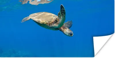 Produktbild von MuchoWow® Poster Schildkröte schwimmt im Meer 40x20 cm - Poster für die Wand - Poster Schlafzimmer