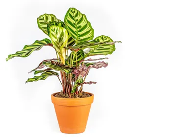 Obrázek produktu pro Gardners Calathea makoyana, průměr 12 cm