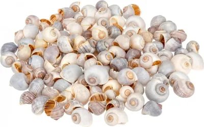 Produktbild von Pila globosa, Größe ca. 2-4cm, Packung mit ca. 0,5 kg | Policinus-Schnecke