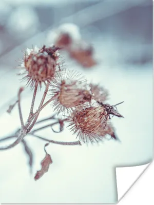 Produktbild von MuchoWow® Poster Pflanzen - Winter - Schnee - Natur 30x40 cm - Wandplakat - Poster Kinderzimmer