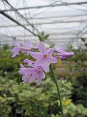 Produktbild von Zimmerknoblauch  - Tulbaghia Violacea - Südseeknoblauch - Wilder Knoblauch