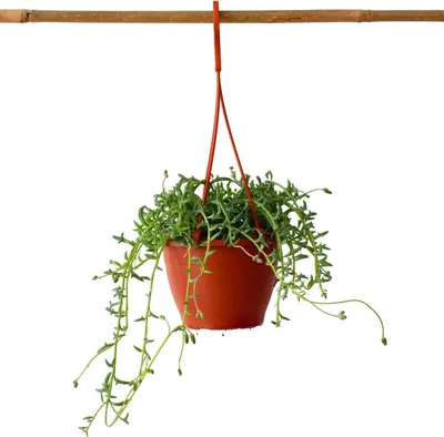 Produktbild von Delphinkette - Senecio peregrinus - Höhe 10-20cm - ⌀12cm