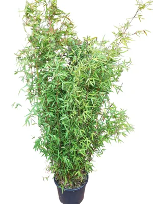 Produktbild von Fargesia nitida "Jiuzhaigou" 160–170 cm | Roter Gartenbambus | Jadebambus