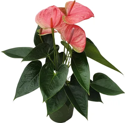Image de Langue de feu - Anthurium 'Sweet Dream' - Hauteur 35-45cm - ø12cm