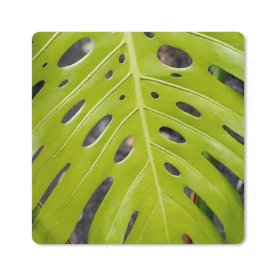 Produktbild von MuchoWow® Mauspad Mousepad Großes botanisches Blatt der Lochpflanze 20x20 cm - Mousepads - Maus Mat - Pad - Mausunterlage - Desk Mat - Bureauartikeln