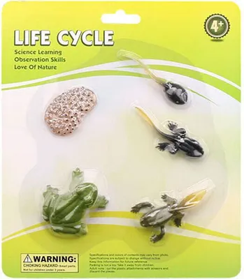 Immagine prodotto di Ciclo di vita della rana Set di figure da gioco