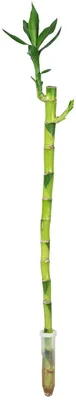 Produktbild von Glücksbambus 'Lucky Bamboo' gerader Stengel, im Röhrchen - pflegeleichte Zimmerpflanze, Dracaena Sanderiana - Höhe ca. 50 cm, Topf-Ø 5 cm
