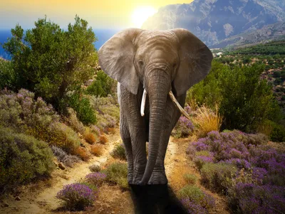 Produktbild von Lais Puzzle Elefant 1000 Teile